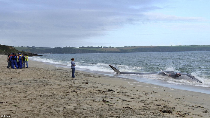 Cá voi vây là động vật lớn thứ hai thế giới sau cá voi xanh và được liệt kê vào danh sách các loài có nguy cơ tuyệt chủng trên toàn cầu. Chúng có thể phát triển lên đến 25m, nặng 80 tấn và ăn thức ăn bao gồm cá nhỏ, mực và động vật giáp xác bao gồm cả tôm và nhuyễn thể.