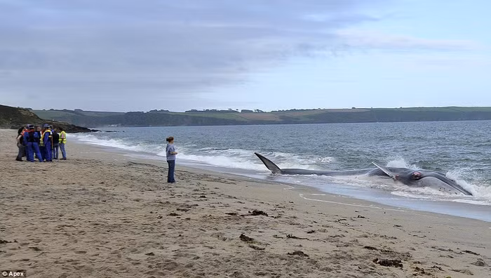 Cá voi vây là động vật lớn thứ hai thế giới sau cá voi xanh và được liệt kê vào danh sách các loài có nguy cơ tuyệt chủng trên toàn cầu. Chúng có thể phát triển lên đến 25m, nặng 80 tấn và ăn thức ăn bao gồm cá nhỏ, mực và động vật giáp xác bao gồm cả tôm và nhuyễn thể.