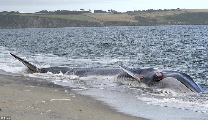 Chuyên gia Faye Archell của Tổ chức cứu hộ động vật biển của Anh (BDMLR) cho rằng: "Sẽ là sai lầm nếu để con vật bị thương trở lại biển nhưng chúng tôi đã không thể cứu được nó."