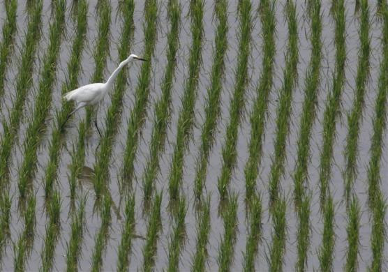 Cánh đồng lúa gần khu phi quân sự ngăn cách 2 miền Triều Tiên ở Paju.