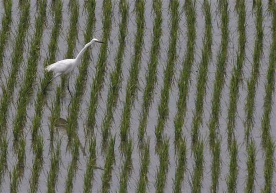 Cánh đồng lúa gần khu phi quân sự ngăn cách 2 miền Triều Tiên ở Paju.