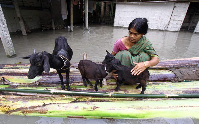 Một người phụ nữ đưa những con dê của mình lên bè chuối ở bên ngoài túp lều bị ngập ở làng Lachi Bishnupur.
