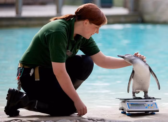 Một người trông nom vườn thú đang xoa đầu một chú chim cánh cụt trong lúc kiểm tra trọng lượng định kỳ ở vườn thú London,