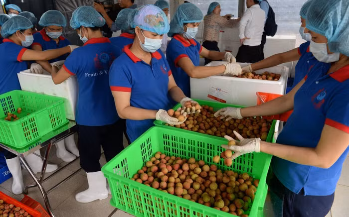 Các FTA mang lợi cơ hội miễn giảm thuế lớn giúp làm tăng khả năng cạnh tranh trên thị trường nông sản quốc tế cho các doanh nghiệp Việt Nam.