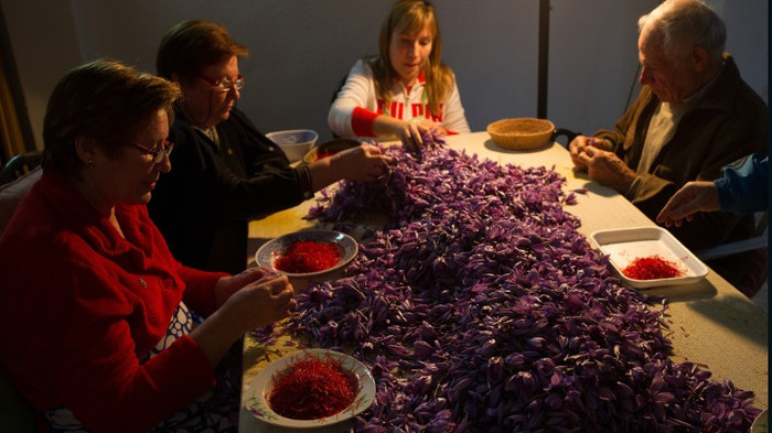 Hàng trăm ngàn bông hoa nghệ tây mới cho được 1 kg bột nghệ tây. Hàng trăm ngàn bông hoa nghệ tây mới cho được 1 kg bột nghệ tây.