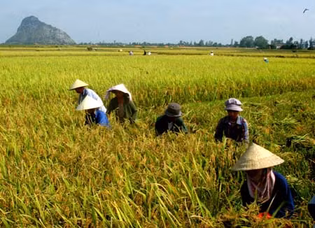 Chính phủ yêu cầu doanh nghiệp đầu mối xuất khẩu gạo phải có vùng nguyên liệu. ảnh minh họa: TTXVN.