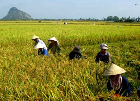 Chính phủ yêu cầu doanh nghiệp đầu mối xuất khẩu gạo phải có vùng nguyên liệu. ảnh minh họa: TTXVN. Chính phủ yêu cầu doanh nghiệp đầu mối xuất khẩu gạo phải có vùng nguyên liệu. ảnh minh họa: TTXVN.