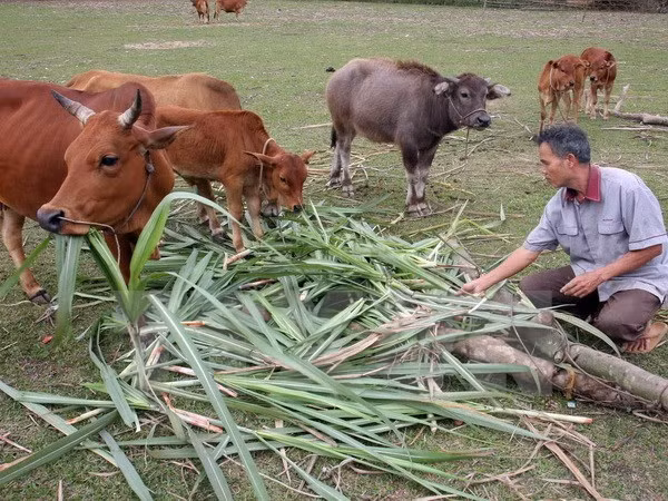 Chính phủ liên tục triển khai nhiều chính sách hỗ trợ nhân dân các vùng khó khăn thoát nghèo. ảnh: TTXVN.
