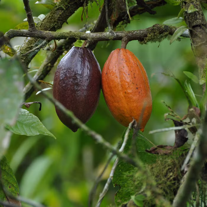 Sô cô là làm từ hạt ca cao bổ dưỡng giúp bạn cải thiện trí nhớ và khả năng tập trung cực kì tốt.