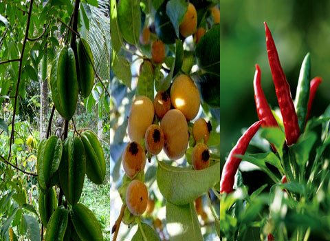 Lá khế + lá thị + ớt chỉ thiên = "thuốc đặc biệt". Đây là cách mà nhiều học trò ở các trường học vùng nông thôn vẫn sử dụng để "trêu" các thầy cô giáo.