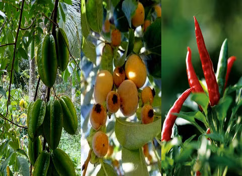 Lá khế + lá thị + ớt chỉ thiên = "thuốc đặc biệt". Đây là cách mà nhiều học trò ở các trường học vùng nông thôn vẫn sử dụng để "trêu" các thầy cô giáo.