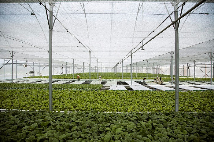 Công ty VinEco đã chính thức ra mắt thị trường mẻ rau sạch đầu tiên, khởi động cho 2 năm “Hành trình sạch – Tương lai xanh".