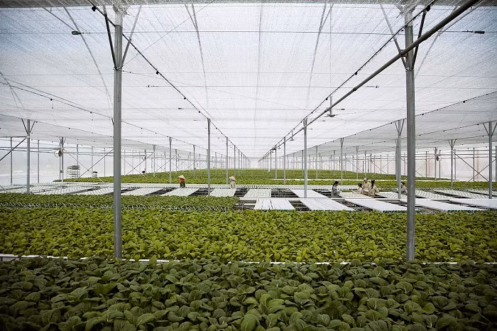 Công ty VinEco đã chính thức ra mắt thị trường mẻ rau sạch đầu tiên, khởi động cho 2 năm “Hành trình sạch – Tương lai xanh".