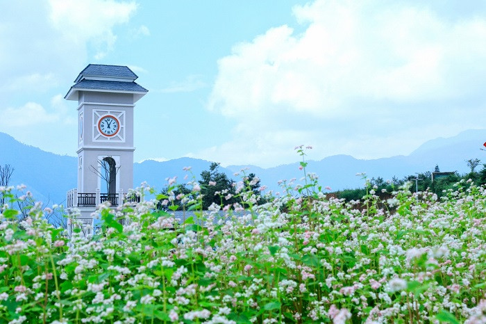 Vườn hoa tam giác mạch rộng hơn 2.000 mét vuông ngay khu vực chân tháp đồng hồ ga đi cáp treo. Vườn hoa tam giác mạch rộng hơn 2.000 mét vuông ngay khu vực chân tháp đồng hồ ga đi cáp treo.