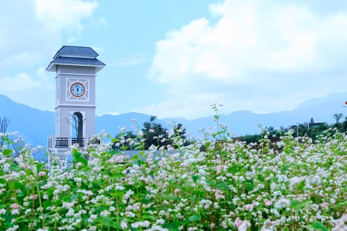 Vườn hoa tam giác mạch rộng hơn 2.000 mét vuông ngay khu vực chân tháp đồng hồ ga đi cáp treo.