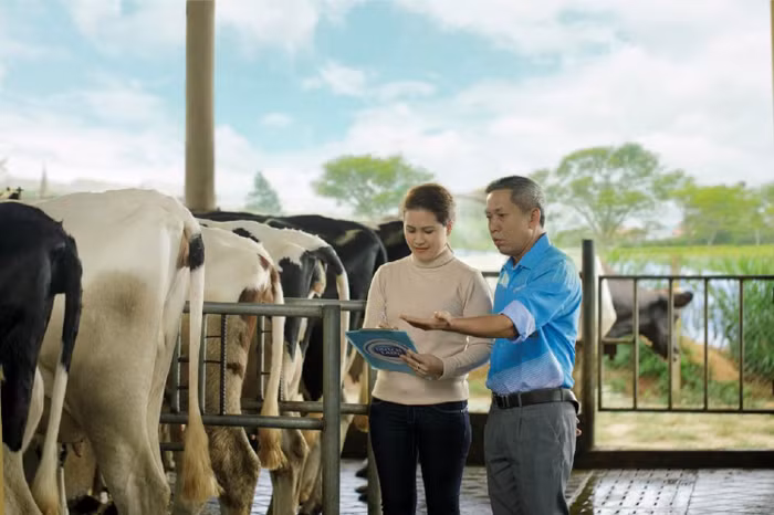 Người nông dân được trang bị kỹ năng chăn nuôi và kiểm soát rủi ro liên quan đến sức khỏe đàn bò.