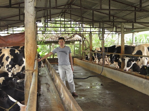 Đàn bò sữa của ông Bình. Đàn bò sữa của ông Bình.