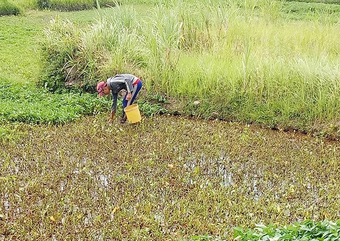Cậu bé Nguyễn Anh Thi ngày ngày ra đồng mò cua bắt ốc nuôi cha. Cậu bé Nguyễn Anh Thi ngày ngày ra đồng mò cua bắt ốc nuôi cha.