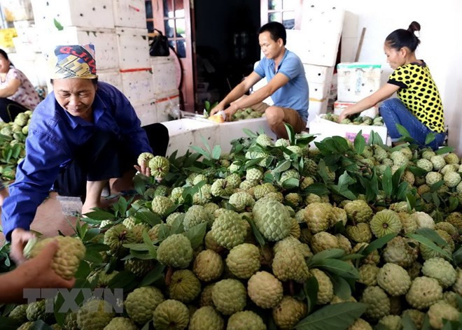 Sắp diễn ra Ngày hội Na Chi Lăng năm 2018 (Ảnh minh họa: TTXVN). Sắp diễn ra Ngày hội Na Chi Lăng năm 2018 (Ảnh minh họa: TTXVN).