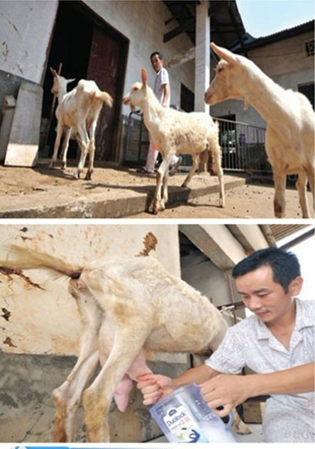 Cũng theo các chuyên gia, trẻ em trên 3 tháng tuổi có thể uống sữa tươi và sữa dê tươi nhưng với sữa của động vật không nên cho trẻ uống trực tiếp mà phải khử trùng bằng cách đun nóng, nấu chín trước khi uống.