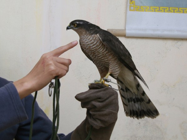 Không ít đại gia khẳng định mình đang sở hữu bầy đại bàng hơn chục con với đủ chủng loại. Đại bàng xịn một tuần tuổi, giá 1,7 triệu đồng. Chơi đại bàng là một thú chơi thời thượng, thể hiện đẳng cấp của người nuôi. Song, người chơi quên rằng chính họ đã gián tiếp tiêu thụ giống chim quý trong sách đỏ Việt Nam. Không ít đại gia khẳng định mình đang sở hữu bầy đại bàng hơn chục con với đủ chủng loại. Đại bàng xịn một tuần tuổi, giá 1,7 triệu đồng. Chơi đại bàng là một thú chơi thời thượng, thể hiện đẳng cấp của người nuôi. Song, người chơi quên rằng chính họ đã gián tiếp tiêu thụ giống chim quý trong sách đỏ Việt Nam.