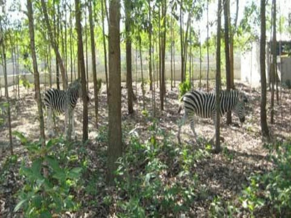 Khu chuồng dành cho những chú ngựa vằn trong trang trại của một đại gia Nghệ An.(Ảnh VNN) Khu chuồng dành cho những chú ngựa vằn trong trang trại của một đại gia Nghệ An.(Ảnh VNN)