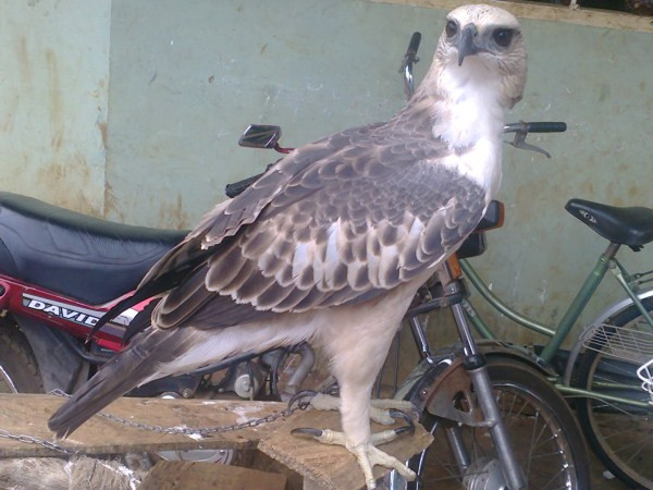 Được mệnh danh là “chúa tể” của trời xanh, có tên trong Sách đỏ thuộc những loài động vật quý hiếm, nên những chú đại bàng cũng nằm trong danh sách thú cưng của các đại gia Việt. Họ cho rằng nuôi đại bàng để tỏ rõ sự uy dũng, để công danh thắng tiến, hanh thông trong làm ăn. Được mệnh danh là “chúa tể” của trời xanh, có tên trong Sách đỏ thuộc những loài động vật quý hiếm, nên những chú đại bàng cũng nằm trong danh sách thú cưng của các đại gia Việt. Họ cho rằng nuôi đại bàng để tỏ rõ sự uy dũng, để công danh thắng tiến, hanh thông trong làm ăn.