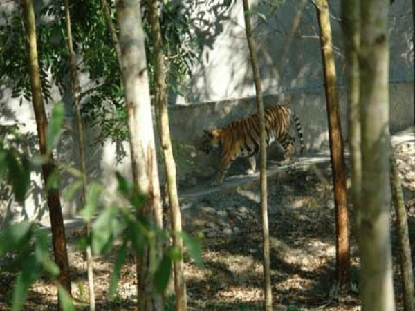 Quy mô chơi thú dữ của đại gia cũng không ngừng được mở rộng. Trước đây, chủ yếu nuôi “thả rông” trong vườn chơi, nhưng giờ đây, nhiều đại gia lắm tiền nhiều của đã tậu hẳn trang trại ở các vùng ngoại ô để nuôi và chơi ở quy mô lớn. (Ảnh VNN) Quy mô chơi thú dữ của đại gia cũng không ngừng được mở rộng. Trước đây, chủ yếu nuôi “thả rông” trong vườn chơi, nhưng giờ đây, nhiều đại gia lắm tiền nhiều của đã tậu hẳn trang trại ở các vùng ngoại ô để nuôi và chơi ở quy mô lớn. (Ảnh VNN)