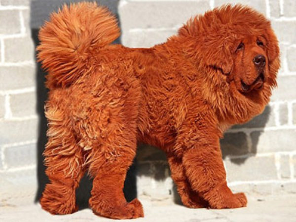 “Mốt” chơi ngao Tạng, loài chó được coi là đắt nhất hành tinh, của các tỷ phú khắp nơi trên thế giới đang lan sang “dân nhà giàu” Việt Nam, đặc biệt là Hà Nội. “Mốt” chơi ngao Tạng, loài chó được coi là đắt nhất hành tinh, của các tỷ phú khắp nơi trên thế giới đang lan sang “dân nhà giàu” Việt Nam, đặc biệt là Hà Nội.