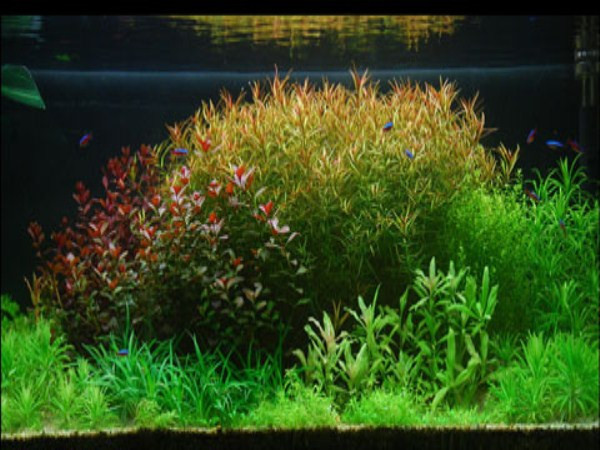 Để có một hồ thủy sinh đẹp thì cần phải có đủ các yếu tố: bể thủy tinh có kính dày ít nhất 8mm, nền trồng cây, đèn “mặt trời” tạo ánh sáng tự nhiên giúp cây thực hiện quá trình quang hợp, bộ lọc nước, bình CO2 để duy trì sự sống của cây và cuối cùng mới là cây thủy sinh.