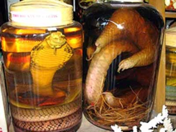 Nhiều đại gia khác còn sở hữu cho mình những bình rượu ngâm nhân sâm, bào ngư, mật gấu, nhung nai, sừng tê giác, pín hải cẩu, cao hổ mà chỉ có các bậc vua chúa xưa kia mới được sử dụng. Chúng mang hy vọng có tác dụng như “thần dược”, không chỉ tăng cường sức khoẻ mà còn “cải lão hoàn đồng”, tô thêm vẻ hồng hào cho quý ông, giữ nét đẹp thanh xuân cho quý bà.