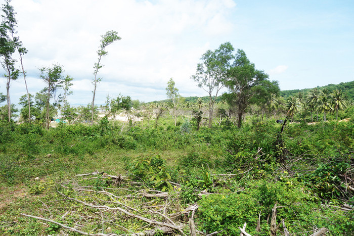 Rừng phòng hộ bị chặt phá. Rừng phòng hộ bị chặt phá.