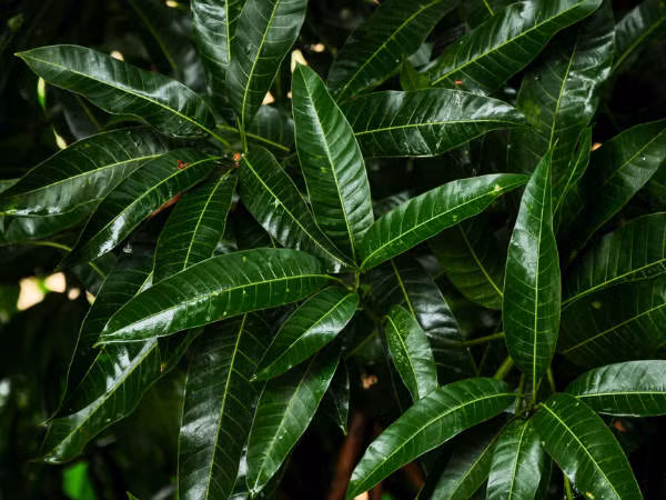 Lá xoài có đặc tính chữa bệnh và dược liệu.(Ảnh: theo boldsky). Lá xoài có đặc tính chữa bệnh và dược liệu.(Ảnh: theo boldsky).