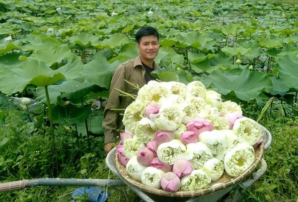 Nam cử nhân Báo chí cất bằng về quê làm nông nghiệp sạch hữu cơ Nam cử nhân Báo chí cất bằng về quê làm nông nghiệp sạch hữu cơ