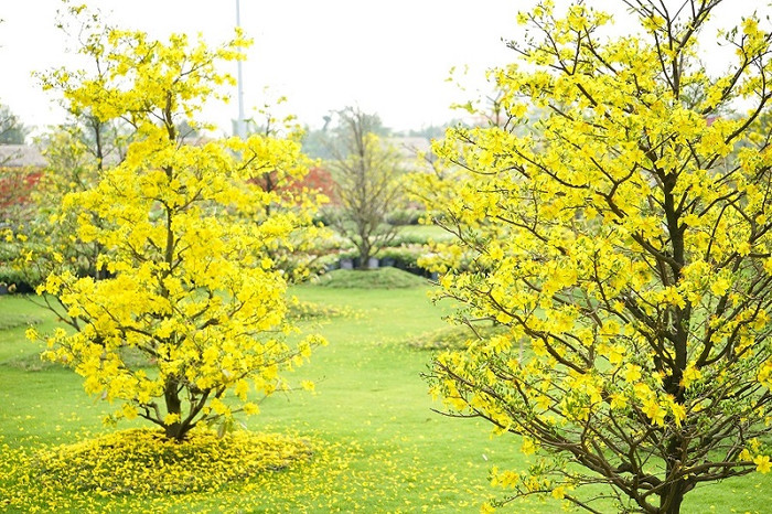 1.000 cây mai tại của lễ Hội “Mai Phú Quý” được vận chuyển trực tiếp từ làng hoa Cái Mơn (Bến Tre), mang lại vẻ đẹp rực rỡ cho Vinhomes Grand Park.