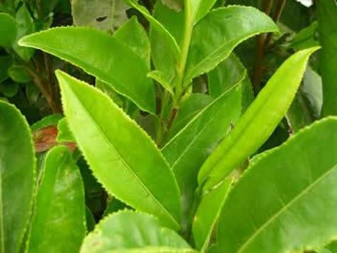 9. Trà . Trà tốt cho răng và lợi vì chứa chất flavonoid chống sâu răng và ngăn ngừa các mảng bựa răng bám vào răng gây sâu. 9. Trà . Trà tốt cho răng và lợi vì chứa chất flavonoid chống sâu răng và ngăn ngừa các mảng bựa răng bám vào răng gây sâu.