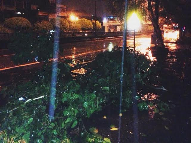 Nhiều cây xanh bị quật đổ tại TP Hạ Long (Quảng Ninh). Ảnh VNN