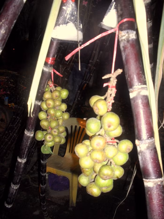 Cùng với mía lộc, ngô lộc, những chùm sung, túi muối cũng được nhiều người mua với giá từ 30.000 - 50.000 đồng/chùm