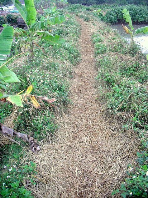 Con đường dẫn vào khu vực Đoàn Văn Vươn lấn biển Ảnh - Ngọc Khánh Con đường dẫn vào khu vực Đoàn Văn Vươn lấn biển Ảnh - Ngọc Khánh