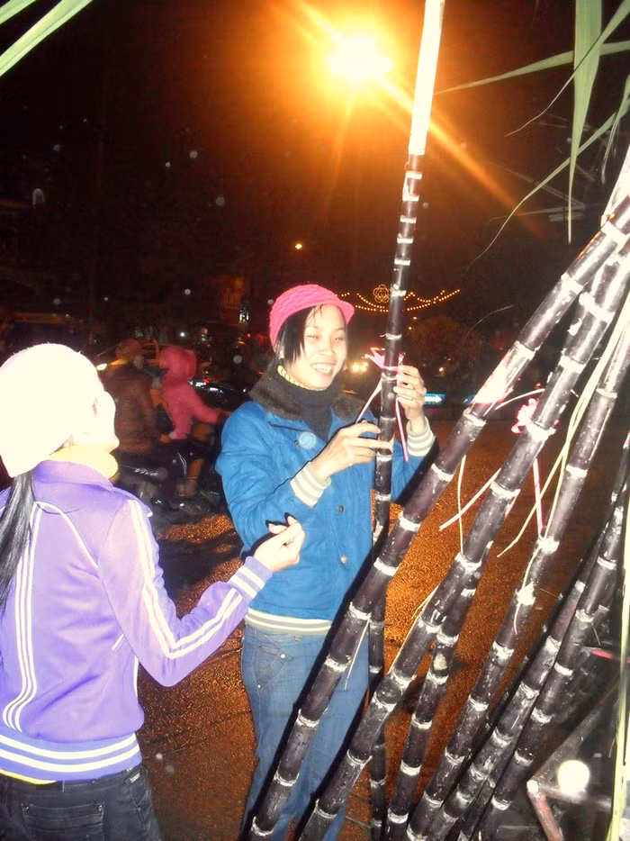 Mía được chuyển từ Hòa Bình về, bán với giá từ 30.000 - 45.000 đồng/cây