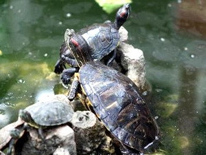 Rùa tai đỏ là một sinh vật ngoại lai gây hại môi trường sinh thái. Rùa tai đỏ là một sinh vật ngoại lai gây hại môi trường sinh thái.