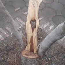 Một cây sưa đỏ bị chặt trộm tại đường Nguyễn Văn Huyên, phường Nghĩa Tân, quận Cầu Giấy năm 2011.