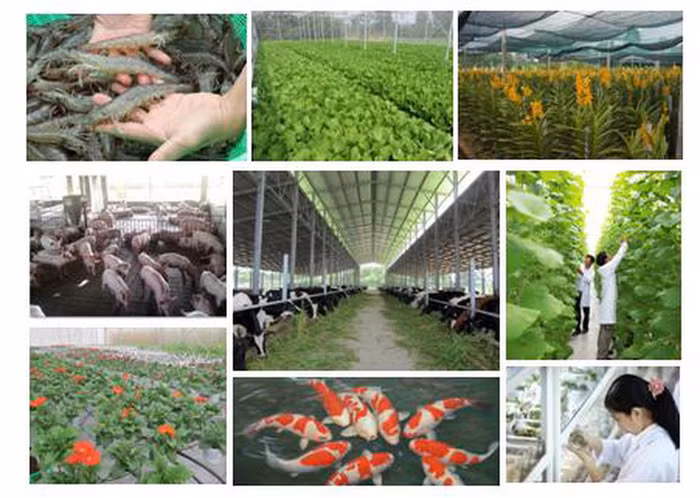 ơ kết 5 năm thực hiện Đề án tái cơ cấu nông nghiệp.(Ảnh: VGP).