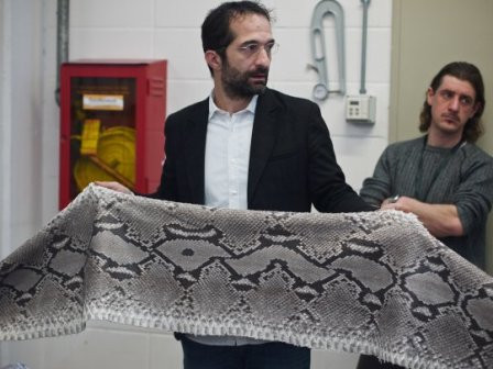 Đây là tấm da thật của một con trăn Nam Mỹ.