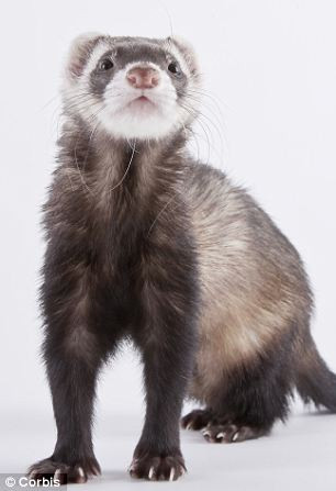 Virus cúm có thể lây truyền qua không khí bằng con đường hít thở thông thường.