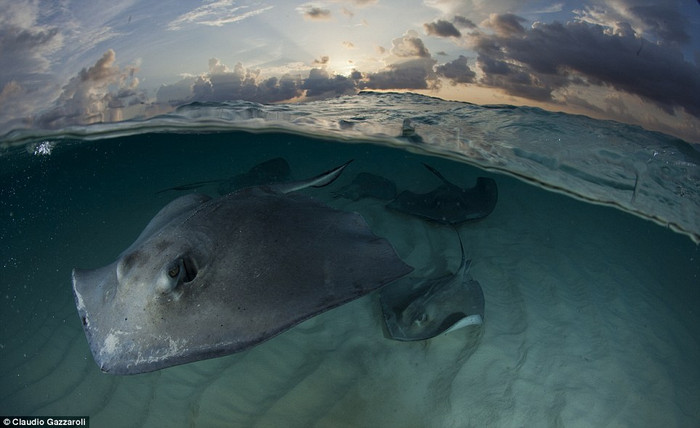 Chất lượng cao: Những bức ảnh đó nằm trong số hơn 100 bức được khen ngợi trong cuộc thi năm của Hội Nhiếp ảnh gia Thế giới động vật và Môi trường Veolia, được chọn ra từ hơn 48.000 bức ảnh gửi đến từ 98 quốc gia.