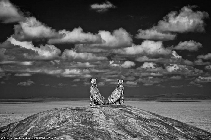 Sự phản ảnh: Hai con báo gêta tạo nên hình ảnh đối xứng trong khi canh chừng sư tử tại vùng Gol Kopjes của Công viên Quốc gia Serengeti tại Tanzania. Bức ảnh được chụp dưới hồng ngoại của một máy ảnh hồng ngoại đặc biệt.