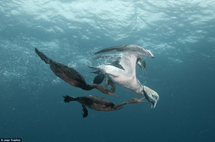 Táo tợn quá: con chim cốc cố giành lấy con cá từ miệng đối thủ, cho thấy sự cạnh tranh của thiên nhiên khốc liệt như thế nào.