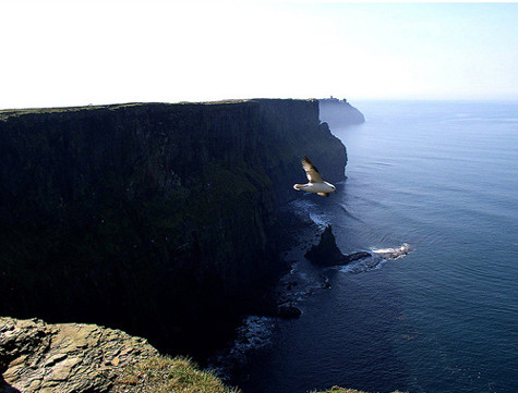 Những cánh chim cuối chiều.
