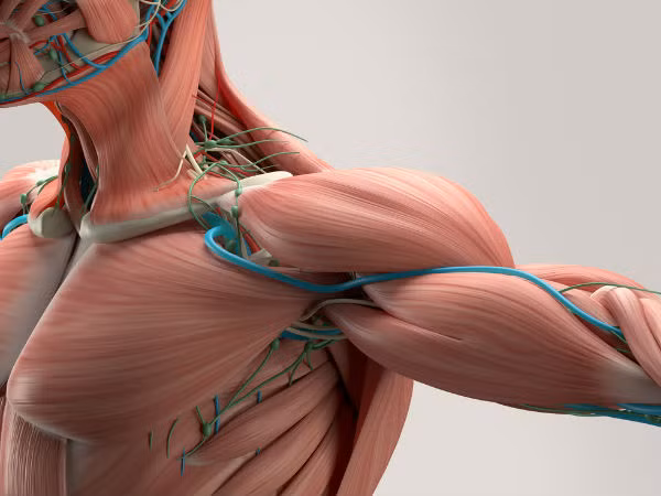 Loạn dưỡng cơ ảnh hưởng đến sức khỏe như thế nào? (Ảnh: theo boldsky). Loạn dưỡng cơ ảnh hưởng đến sức khỏe như thế nào? (Ảnh: theo boldsky).